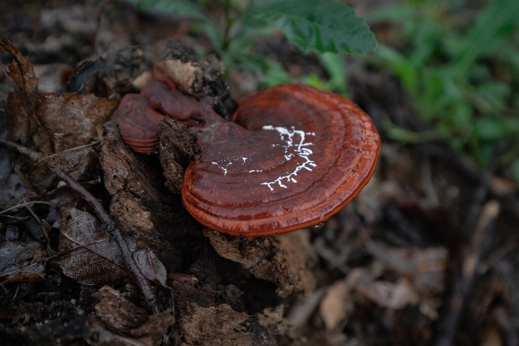 Do Mushrooms Have Medicinal Properties